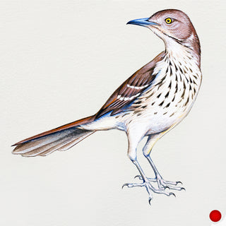 Brown Thrasher