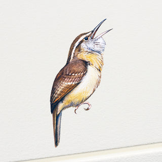 Carolina Wren