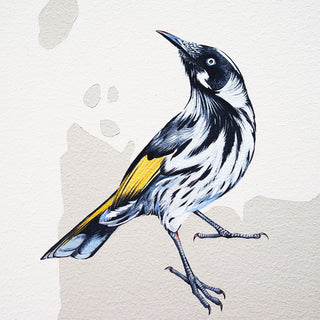 New Holland Honeyeater