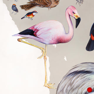Andean Flamingo