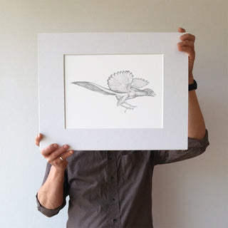 Archaeopteryx