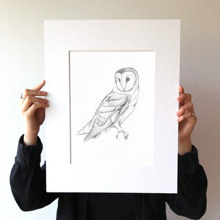 Western Barn Owl