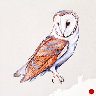 Western Barn Owl