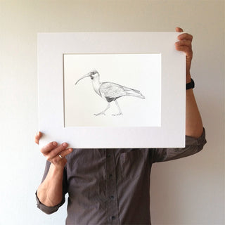 Black-faced Ibis