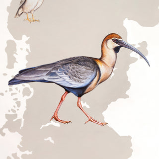 Black-faced Ibis