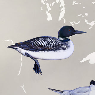 Common Loon