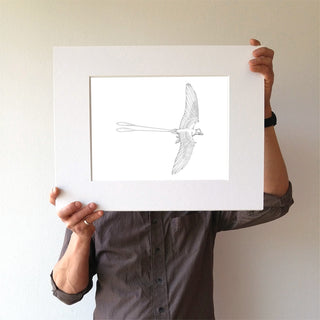 Confuciusornis