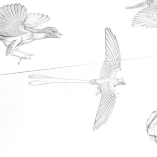 Confuciusornis