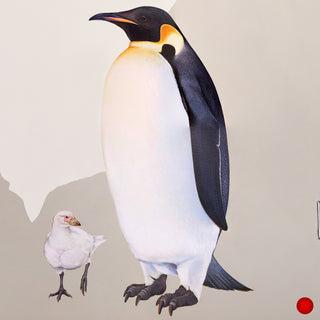 Emperor Penguin
