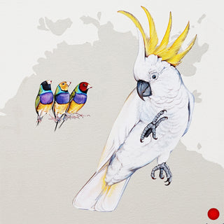 Sulphur-Crested Cockatoo