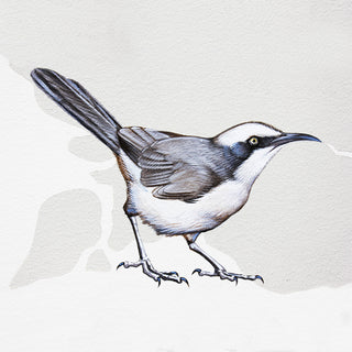 Gray-crowned Babbler