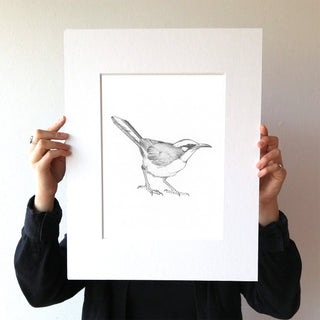 Gray-crowned Babbler
