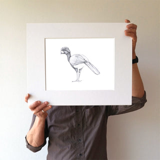 Great Currasow