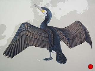 Great Cormorant