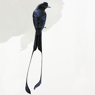 Greater Racket-tailed Drongo