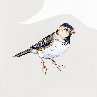 Harris's Sparrow