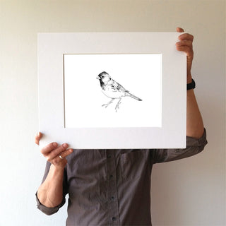 Harris's Sparrow