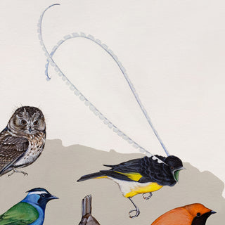 King-of-Saxony Bird-of-Paradise