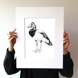 Magpie Goose