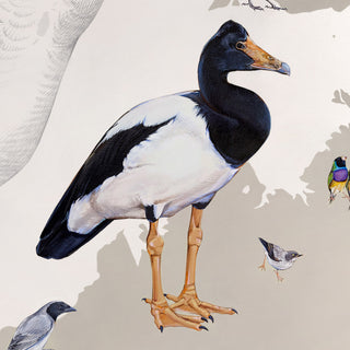 Magpie Goose