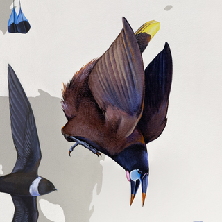 Montezuma Oropendola