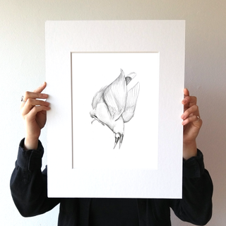 Montezuma Oropendola