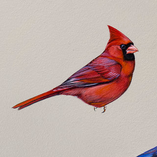 Northern Cardinal