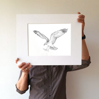 Osprey