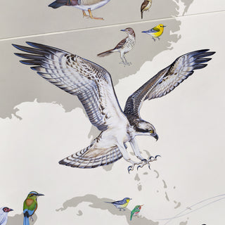 Osprey