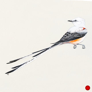 Scissor-tailed Flycatcher