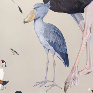 Shoebill