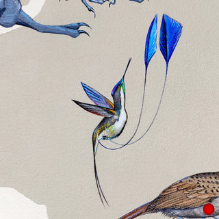 Marvelous Spatuletail