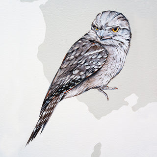 Tawny Frogmouth