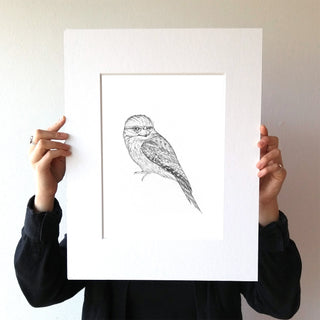 Tawny Frogmouth