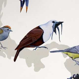 Three-wattled Bellbird