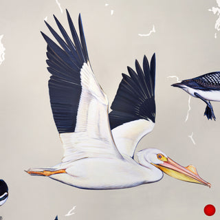 White Pelican