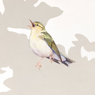 Wood Warbler